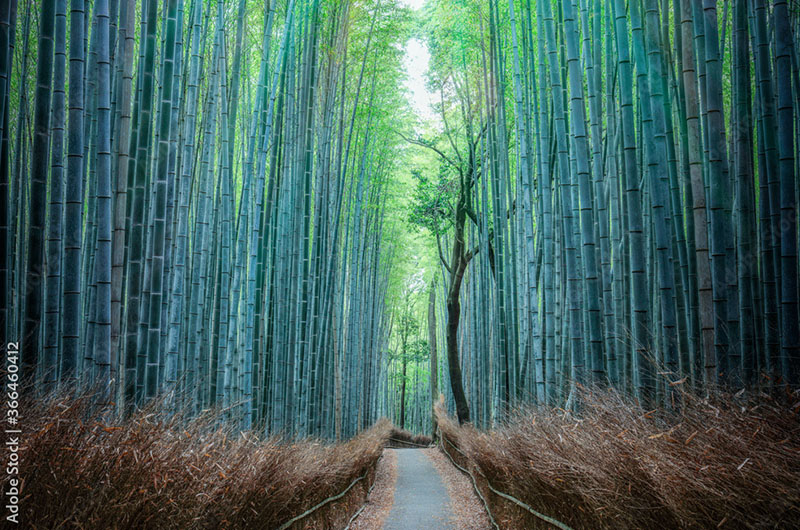 渡月橋