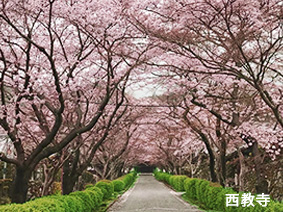 西教寺